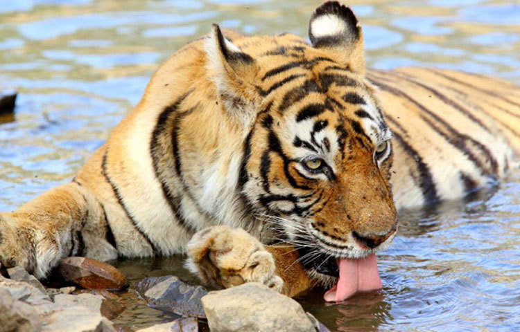 ১৯৯৭ সালে বর্ষার মরসুমে জন্ম হয় মছলীর। তার মুখ ও কানের কাছে মাছের আকৃতির দাগ ছিল। সেখান থেকেই তার এই নাম। এই অদ্ভুত ডোরাকাটা দাগ তার সৌন্দর্যকে কয়েক গুণ বাড়িয়ে দিয়েছিল।