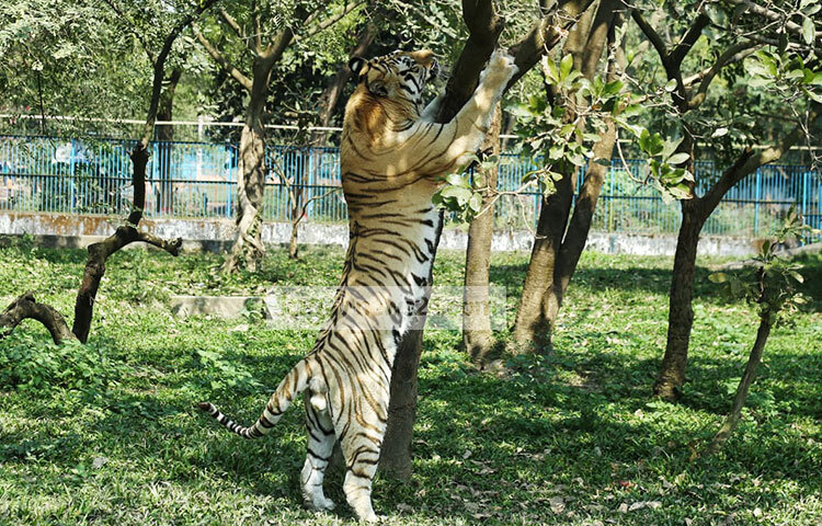 মা শিউলির সঙ্গে আরও দুই মাস থাকার পরে দর্শনার্থীদের সামনে প্রদর্শন করার পরিকল্পনা চিড়িয়াখানা কর্তৃপক্ষের, তখনই করা হবে নামকরণ। শাবকদের নিরাপত্তার স্বার্থে তাদের বাবা পুরুষ বাঘ কদম আছে পৃথক খাঁচায়। ছবি: মাহবুব আলম
