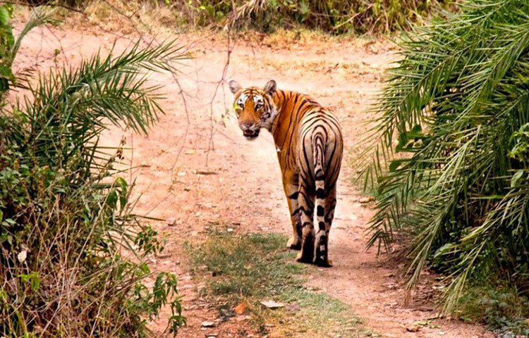 ছোট থেকেই সে ছিল ডাকাবুকো। মাত্র দু’বছর বয়স থেকেই একা শিকার করতে বেরিয়ে পড়ে মছলী। আস্তে আন্তে আলাদা হয় নিজের মায়ের থেকে। ১৯৯৯ এই নিজের এলাকা গড়ে নেয় সে। মায়ের এলাকাতেও ভাগ বসায় মছলী।