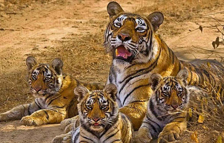 তার কিছু দিন পরই ‘বাম্বু রাম’ নামের এক শক্তিশালী বাঘের সঙ্গে মিলন হয় তার। জন্ম হয় তিনটি শাবকের। একটি স্ত্রী ও দু’টি পুরুষ শাবকের জন্ম দেয় সে। তার মেয়ের নাম ছিল ‘সুন্দরী’(টি-১৭)। ছেলেদের নাম ‘ব্রোকেন টেল’ ও ‘স্লান্ট ইয়ার’।