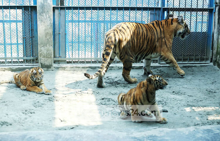 চিড়িয়াখানার পরিচালক ডা. মো. আব্দুল লতিফ জাগো নিউজকে বলেন, শাবক দুটি ভালো আছে। ২১ দিন পর পর তাদের রক্ত পরীক্ষা করা হয়েছে। তাদের সুস্থতা নিশ্চিত করতে সব ধরনের ব্যবস্থা নেওয়া হয়েছে। ছবি: মাহবুব আলম