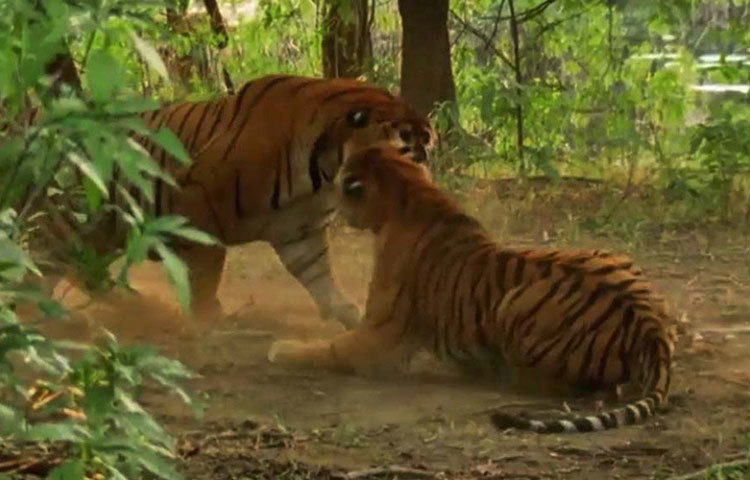২০০১-এ ব্রোকেন টেল ও স্লান্ট ইয়ার মছলীর থেকে আলাদা হয়ে যায়। বয়সের কারণে এর আগেই মারা গিয়েছিল বাম্বু রাম। তখন বাম্বু রামের এলাকার দখল নেয় ‘নিক ইয়ার’ নামে একটি পূর্ণ বয়স্ক বাঘ ও মছলী।