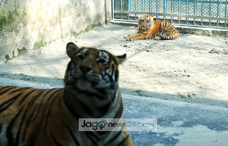 চিড়িয়াখানা কর্তৃপক্ষ বলছে, ঠান্ডা থেকে রক্ষা করতে শাবক দুটিকে রাখা হয়েছে বিশেষ ব্যবস্থায়। খাঁচায় বৈদ্যুতিক হিটার এবং মেঝেতে খড় বিছিয়ে দেওয়া হয়েছে। এছাড়া ভাইরাস-জীবাণু থেকে রক্ষা করতে নেওয়া হয়েছে বিশেষ ব্যবস্থা। ছবি: মাহবুব আলম