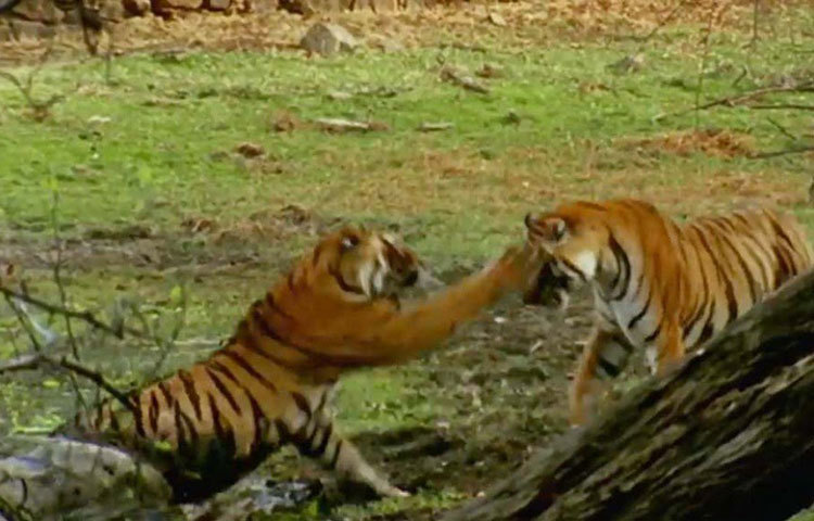 এর পর নিক ইয়ারের সঙ্গে মিলন হয় মছলীর। ২০০২ সালের এপ্রিলে দ্বিতীয় বারের জন্য সন্তানের জন্ম দেয় সে। সেবার দু’টি শাবকের জন্ম দেয় সে। তাদের নাম ‘ঝুমর’ (পুরুষ) ও ‘ঝুমরি’ (স্ত্রী)।