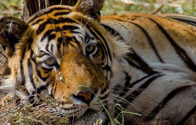 এরপর ‘এক্স-মেল’ নামের এক বাঘের সঙ্গে মিলনের পর ২০০৫-এর মার্চে শর্মিলী (স্ত্রী) ও বাহাদুর (পুরুষ) নামের দু’টি শাবকের জন্ম দেয় সে। এরকম করে মোট ১১টি শাবকের জন্ম দিয়েছিল মছলী। সাতটি মেয়ে ও চারটে ছেলে শাবক। তার দু’টি মেয়েকে পরে রণথম্বোর থেকে সারিসকা ব্যাঘ্র সংরক্ষণ কেন্দ্রে স্থানান্তরিত করা হয়। কারণ ওই ব্যাঘ্র প্রকল্পে বাঘের সংখ্যা খুব কমে গিয়েছিল।