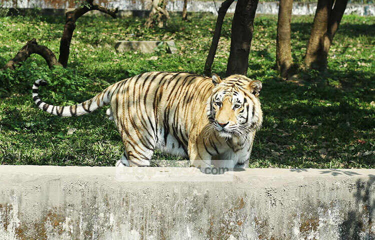 এছাড়া সকাল ৭টা থেকে ৮টায় ও বিকাল ৩টা থেকে ৪টার মধ্যে দুইবার খাঁচার চারপাশে অ্যান্টিভাইরাস স্প্রে করা হচ্ছে। ছবি: মাহবুব আলম