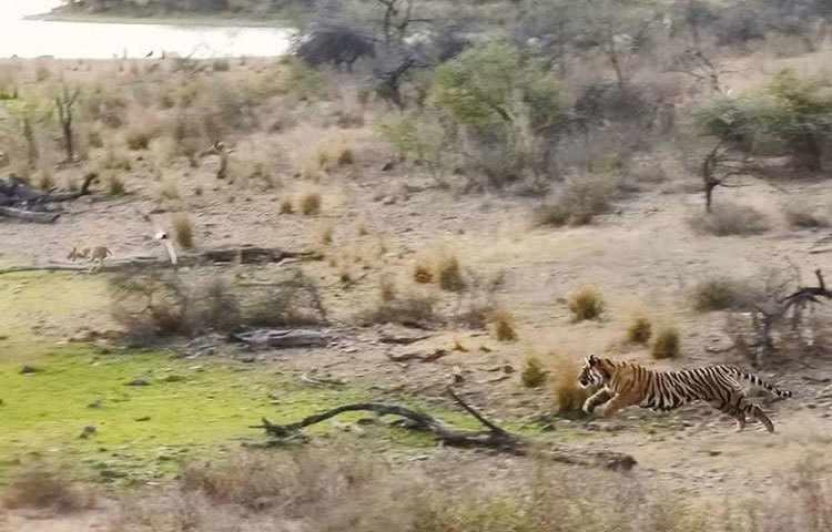 একের পর এক সন্তানের জন্ম দিয়ে রণথম্বোরে বাঘের সংখ্যা বৃদ্ধিতে উল্লেখযোগ্য ভূমিকা ছিল মছলীর। ২০০৪ সালে রণথম্বোরে ছিল ১৫টি বাঘ। ২০১৪ সালে সেই সংখ্যা বেড়ে দাড়ায় ৫০-এ।