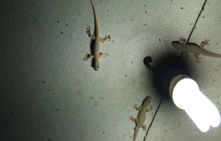 পৃথিবীতে এমন কোনো দেশ নেই যেখানে টিকটিকি পাওয়া যায় না। প্রায় ৬০০ প্রজাতির টিকটিকি রয়েছে সর্বত্র। বাড়িতে টিকটিকি থাকাটা সাধারণত ক্ষতিকর নয়। উল্টো পোকামাকড় খেয়ে বাড়ি সাফই রাখে তারা। তবে টিকটিকি থাকলে অনেকেরই সেটা পছন্দ হয় না। দেওয়ালে-মাটিতে টিকটিকি প্রচুর পরিমাণে ঘুরে বেড়ালে আর যাই হোক, কারোরই খুব পছন্দ হবে বলে মনে হয় না।