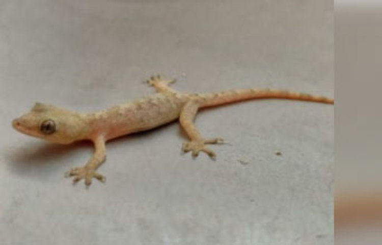 টিকটিকি তাড়ানোর জন্য সবচেয়ে গুরুত্বপূর্ণ হল ঘর বাড়ি পরিষ্কার রাখা। নিয়মিত অ্যান্টি ব্যাক্টেরিয়াল সলিউশন দিয়ে ঘর মুছুন। জানলা এবং দেয়াল পরিষ্কার রাখুন। ঘরে উজ্জ্বল আলো টিকটিকি আর অন্য পোকামাকড়কে আকর্ষিত করে তাই প্রয়োজন না থাকলে আলো নিভিয়ে দিন। ডিম লাইট বা হালকা আলো ব্যবহার করতে পারেন। টিকটিকি উপযুক্ত খাদ্য না পেলে বাড়ি থেকে নিজেই চলে যাবে।