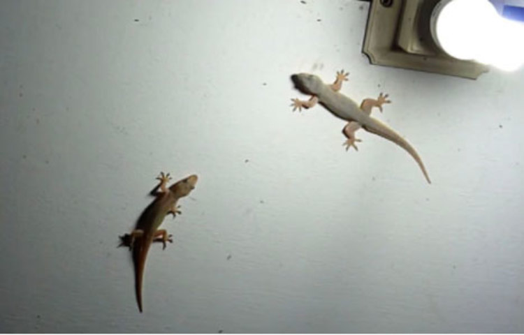 এছাড়াও উপায় রয়েছে বেশ কয়েকটি। কফি দিয়ে টিকটিকি তাড়ান। এর জন্য লাগবে কফি আর তামাক গুঁড়ো। এই দুটো জিনিস অল্প জলে মিশিয়ে ছোট বলের আকারে গড়ে নিন। যেখানে যেখানে বাড়ির টিকটিকি থাকার সম্ভাবনা সেখানে এই বলগুলো ছড়িয়ে দিন। পাশাপাশি ময়ূরের পালক তো রয়েছেই। যা দেখলে টিকটিকি ভয় পালায়।