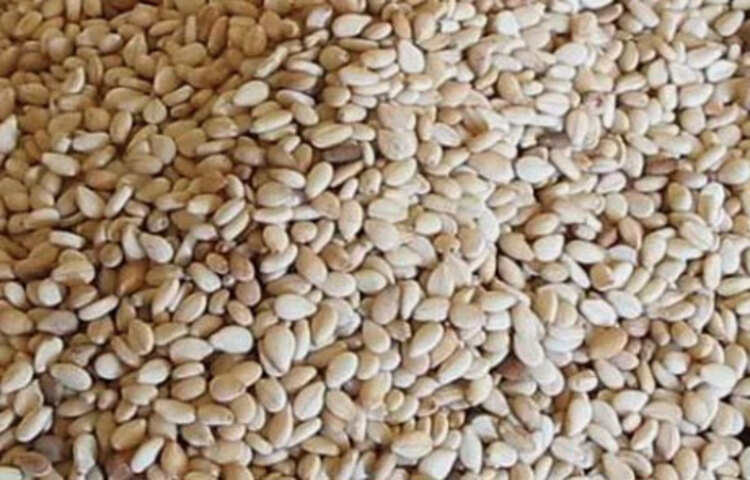 সাদা তিলে একাধিক ভিটামিন ও খনিজ উপাদান রয়েছে। প্রতিদিন খাদ্য তালিকায় এই উপাদানটি থাকলে বিশেষ ভাবে উপকার পাওয়া সম্ভব।