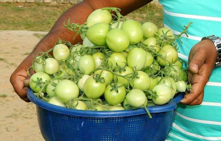 এতে সোডিয়ামের পরিমাণ কম থাকায় স্বাস্থ্যকর রক্তচাপ নিয়ন্ত্রণে রাখতে সহায়তা করে। টমেটোতে থাকা পটাশিয়াম ধমনিকে সম্প্রসারিত করতে গুরুত্বপূর্ণ ভূমিকা পালন করে।