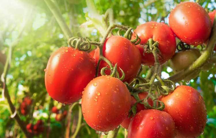 ত্বককে ট্যানের হাত থেকে রক্ষা করতেও কার্যকরী ভূমিকা নেয় টমেটো। রোদ থেকে ত্বকের পুডড়ে যাওয়ার সুরক্ষায় কাজে দেয় টমেটো।