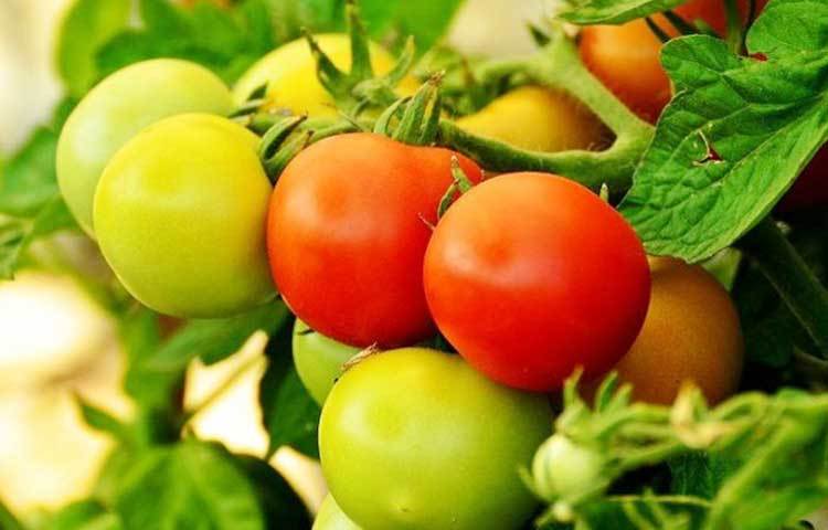 এতে থাকা উচ্চমাত্রায় পটাশিয়াম হৃদ্রোগের ঝুঁকি কমায়, হাড়ে খনিজ উপাদান সংরক্ষণে রাখে এবং কিডনিতে পাথর জমতে দেয় না।