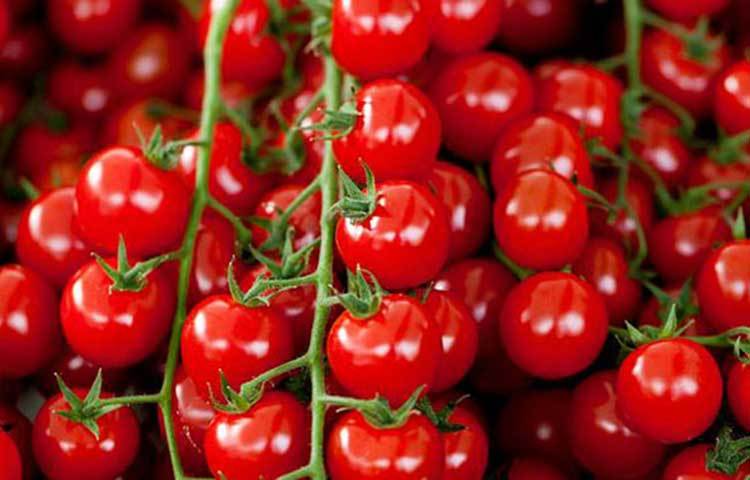 টমেটোতে উচ্চমাত্রায় পানি এবং আঁশ রয়েছে। এটি শরীরকে আর্দ্র রাখতে সহায়তা করে এবং হজমে সহায়ক।