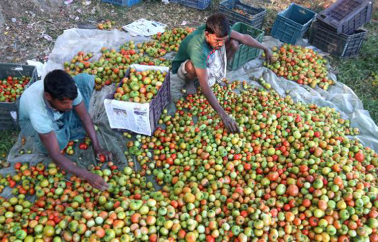 ক্যান্সার-বিরোধী: একাধিক গবেষণায় দেখা গেছে টমেটোতে থাকা লাইকোপেন প্রস্টেট, কলোরেকটাল এবং স্টমাক ক্যান্সাররোধে বিশেষ ভূমিকা পালন করে থাকে। আসলে লাইকোপেন হল একটি প্রাকৃতিক অ্যান্টিঅক্সিডেন্ট, যা কোষের বিভাজন ঠিকমতো হতে সাহায্য করে। ফলে স্বাভাবিকভাবেই ক্যান্সার সেলের জন্ম নেয়ার আশঙ্কা কমে। আর যদি একবার ক্যান্সার কোষ জন্ম নিয়েও নেয়, তাহলেও যাতে তার বৃদ্ধি দ্রুত গতিতে না হয়, সেদিকে টমেটো খেয়াল রাখে। ফলে স্বাভাবিকভাবেই এই মারণ রোগ শরীরকে ক্ষয় করার সুযোগ পায় না।