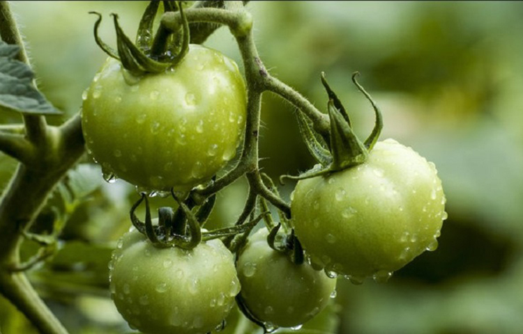 হার্টের কর্মক্ষমতা বাড়ায়: টমেটোয় উপস্থিত ভিটামিন বি এবং পটাশিয়াম, শরীরে কোলেস্টেরলের মাত্রাকে নিয়ন্ত্রণে রাখে। সেই সঙ্গে রক্তচাপকে স্বাভাবিক রাখতেও বিশেষ ভূমিকা পালন করে থাকে। ফলে স্বাভাবিকভাবেই হার্টের ক্ষতি হওয়ার সম্ভাবনা হ্রাস পায়। প্রসঙ্গত, যাদের পরিবারে হাই কোলেস্টেরল এবং ব্লাড প্রেসার রোগের ইতিহাস রয়েছে তারা আজ থেকেই কাঁচা টমেটো খাওয়া শুরু করুন। দেখবেন আয়ু বাড়বেই বাড়বে।