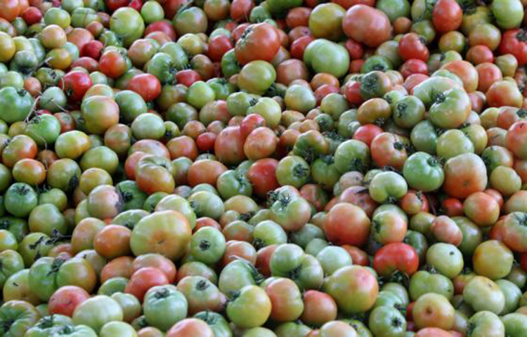 কিডনিতে পাথরের আশঙ্কা কমায়: একাধিক গবেষণায় দেখা গেছে বীজ সমেত টমেটো খেলে কিডনিতে স্টোন হওয়ার আশঙ্কা একেবারে শূন্যে এসে দাঁড়ায়।