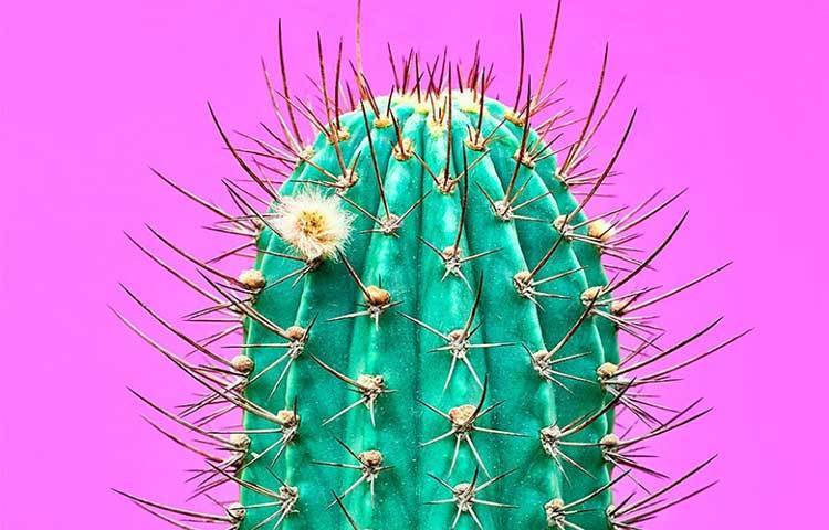 ক্যাকটাস: নানা ধরনের ক্যাকটাস হয়। কিন্তু যেগুলোতে কাঁটা থাকে, সেই ধরনের ক্যাকটাস বাড়িতে রাখা একেবারেই অনুচিত। এতে করে বাড়ির শিশুরা খেলা করতে গিয়ে তাদের হাতে-পায়ে কাটা বিঁধতে পারে।