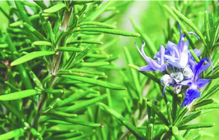 রোজমেরি: এটি বিশ্বে সবচেয়ে জনপ্রিয় সুগন্ধি ও ঔষধি গাছের অন্যতম। অ্যারোমাথেরাপিতে ব্যবহৃত হয় রোজমেরি। স্মৃতি উন্নয়নে সহায়ক, সজ্ঞান সতর্ক ভাব রাখতে সহায়ক। রোজমেরি চা চাপ উপশম করে, হ্রাস করে বিষণ্নতা। ত্বককে অতিবেগুনি রশ্মির ক্ষতি থেকে বাঁচায়, ব্রণও সারায়। রোজমেরি তেল রক্তসংবহন বাড়ায়, রক্তনালি করে প্রসারিত ও রক্ত করে উষ্ণ, রক্ত সহজে পৌঁছাতে সহায়তা করে।