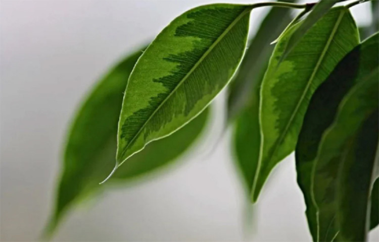 ফিকাস বেঞ্জামিনা: উইপিং ফিগ বলেও ডাকা হয় এই গাছকে। অর্থাৎ এই গাছ পাতা থেকে পানি ঝরে। পাতার পানি ঝরার কারণে বাতাসে আর্দ্রতা তৈরি করে। তাই ঘরে রাখলে তাপমাত্রা যেমন শীতল থাকে। ছবি: সংগৃহীত