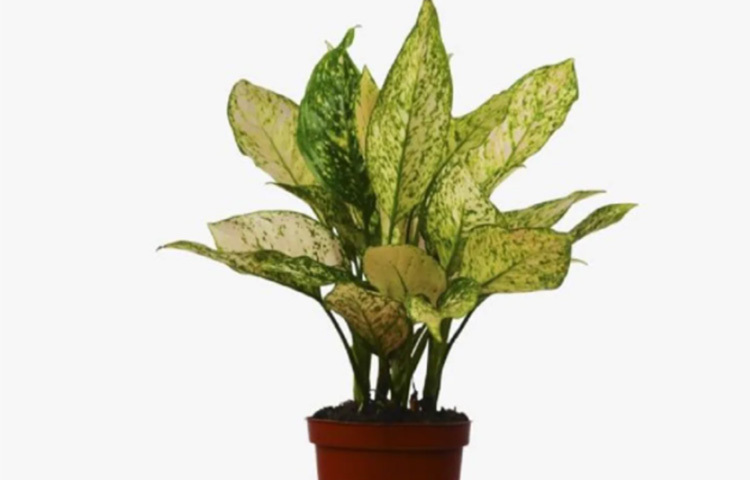 চাইনিজ এভারগ্রিন: নাম শুনেই বোঝা যাচ্ছে এই চিরসবুজ গাছ ঘরে শান্তির আশ্রয় তৈরি করবে। বাতাস পরিশুদ্ধ রাখবে, গ্রীষ্মকে কাছে ঘেঁষতে দেবে না। যত বড় পাতা দেখে কেনা যাবে, উপকারও পাওয়া যাবে তত বেশি। ছবি: সংগৃহীত