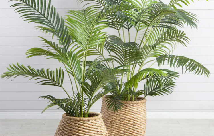 এরিকা পাম: তালিকায় সবার শেষে এর নাম এলেও নাসা কিন্তু তার গবেষণায় সব চেয়ে বেশি নম্বর দিয়েছে এরিকা পামকেই! তবে ঘরের ভিতরটা ঠান্ডা রাখতে মাঝে মাঝে পানি দিতে হবে গাছে আর ছায়ায় রাখতে হবে একে। ছবি: সংগৃহীত