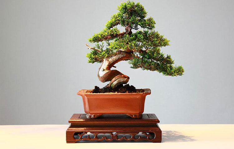 বনসাই: এই গাছ বাড়ির অন্দরে না থাকাই ভালো। এই গাছের পাতা বায়ু দূষণ করে।