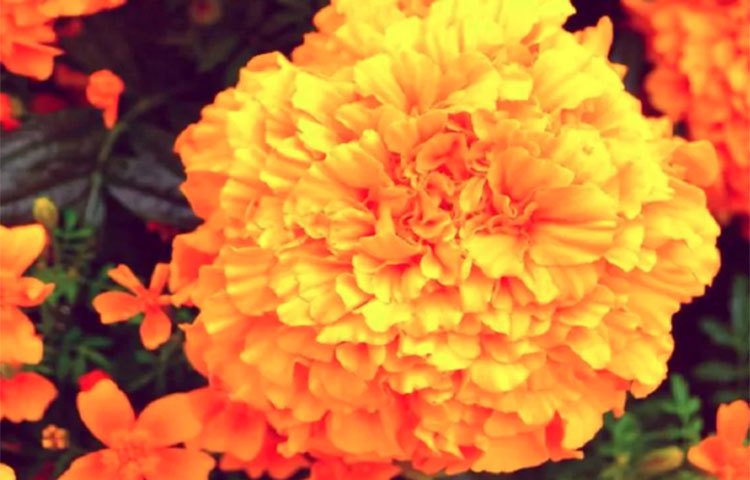 গাঁদা ফুলের গন্ধে শুধু মশা নয়, যে কোনো পোকা-মাকড়ই এর ধারে কাছে ঘেঁষে না। তাই বাড়ির চারপাশে গাঁদা গাছ লাগান। দূরে থাকবে মশা, মাছি, পোকা-মাকড়।