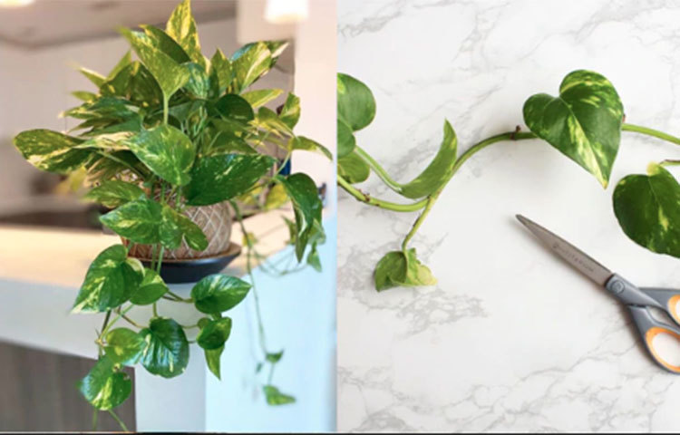 মানিপ্লান্ট: ছোট টবে, বারান্দার গ্রিলে, বড় টবে বাঁশে জড়িয়ে- এত ভার্সেটাইল গাছ কিন্তু কমই আছে। আর কেটে বসালেই যে হয়ে যায়।