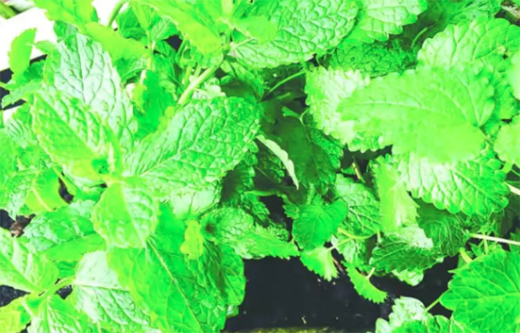 লেমন বাম: এ গাছে আছে রোজমেরিনিক অ্যাসিড, তাই হয়ে উঠেছে অ্যান্টিঅক্সিডেন্ট ও প্রদাহরোধী। এতে আছে উদ্বায়ী তেল ‘মিট্রল’ ও ‘মিট্রনেলাল’। স্নায়ু আরাম করে চাপ ও দুশ্চিন্তা কমায়। পলিকেনলসমৃদ্ধ, লেমন বামে আছে ঠান্ডা ক্ষততে ভূমিকা। চা হিসেবেও পানীয় অনেকে ব্যবহার করেন।