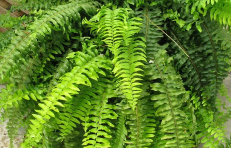 বস্টন ফার্ন: শুধু ঘরের তাপমাত্রা কমানোই নয়, একই সঙ্গে ঘরের বাতাস পরিশুদ্ধ রাখতেও এই গাছের জুড়ি মেলা ভার। তবে ফার্ন যেহেতু শীতল পরিবেশের গাছ, তাই এটি রাখতে হবে ছায়ায়, ঘন ঘন পানিও দিতে হবে। ছবি: সংগৃহীত