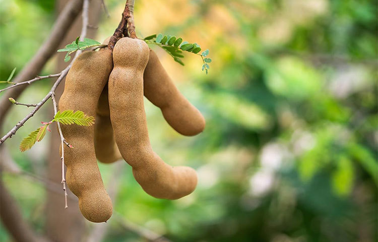 তেঁতুল গাছ: কথিত, এই গাছে অশরীরী থাকে। তাই ভুলেও এই গাছ বাড়িতে রাখবেন না।