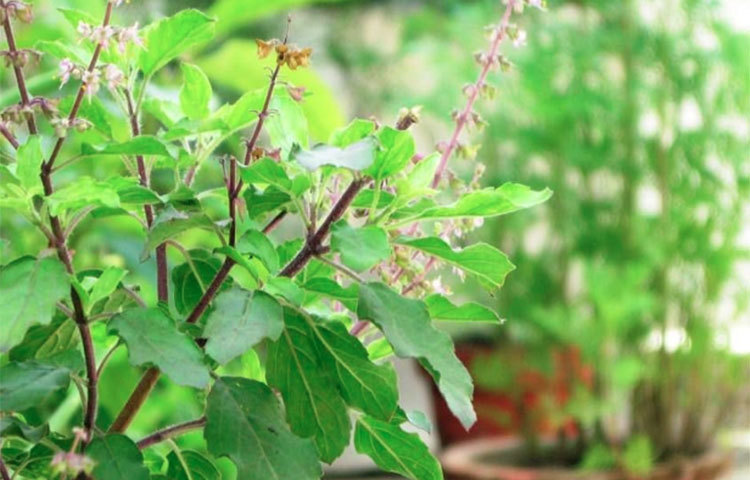 তুলসির একাধিক স্বাস্থ্য ও আয়ুর্বেদিক গুণ আছে। তুলসি গাছ পরিবেশকে জীবাণুমুক্ত, বিশুদ্ধ রাখতে সাহায্য করে। তুলসির গন্ধ মশা, মাছি, পোকা-মাকড়কে দূরে রাখে। তাই বাড়িতে টবে হলেও তুলসি গাছ লাগান।