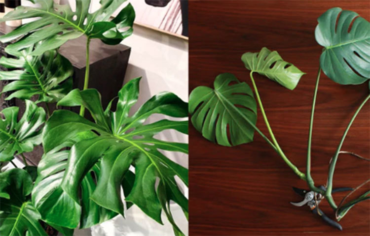 মনস্টেরা: ২০২০ সালে ইন্টিরিয়র ডিজাইনারদের প্রিয় হয়ে উঠেছে এই গাছটি। এর বড়, বাহারি পাতা যে কোনো ঘরের কোনে রাখলে নজর টানতে বাধ্য। অনেকটা মানি প্লান্টের মতোই। ডাল কেটে বসালেই হবে। মাটি রাখতে হবে অল্প ভিজে। অল্প ছায়ায় রাখতে হবে। ১-২ মাস লাগবে নতুন পাতা ও শিকড় গজাতে।