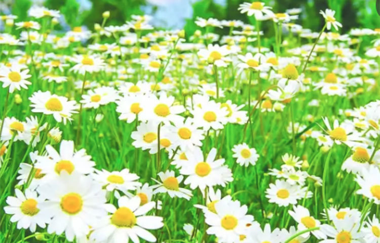 চ্যামোমিলে: এই গাছের শুষ্ক ফুলে আছে টার্পেনডেস ও ফ্লাডোনয়েডস-এগুলো একে দেয় ঔষধি গুণ। এর প্রদাহরোধী গুণাগুণের জন্য চ্যামোমিলে তরলমল হলে বেশ কাজ করে, পাকস্থলীর অম্ল হ্রাস করে। এতে আছে প্রচুর অ্যান্টিঅক্সিডেন্ট ‘ফ্ল্যাডোনস’, কমায় রক্তচাপ ও কোলেস্টেরল। চ্যামোমিলে এসেনশিয়াল তেল ব্যবহৃত হয় অ্যারোমাথেরাপিতে। ম্যাসেজ তেল, লোশন ও ক্রিমে আছে মিশ্রিত, ত্বকের বোনে কাজ করে বলে জানা। স্টিম ও ডেপার থেরাপিতে আছে এর ব্যবহার রয়েছে।