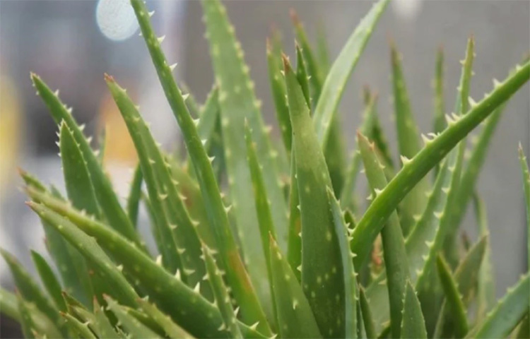 অ্যালোভেরা: এই গাছের গুণাবলীর কথা নতুন করে খুব একটা বলার নেই। এর পাতার ভিতরে থাকে জলীয় ওষধি উপাদান, যা ত্বকে লাগালে নিমেষে ক্ষত বা পোড়া জুড়িয়ে যায়। একই সঙ্গে ঘরের তাপমাত্রা কমাতেও কাজে আসে অ্যালো ভেরা। এই গাছেও কিন্তু একটু বেশি পানি দিতে হয়। ছবি: সংগৃহীত