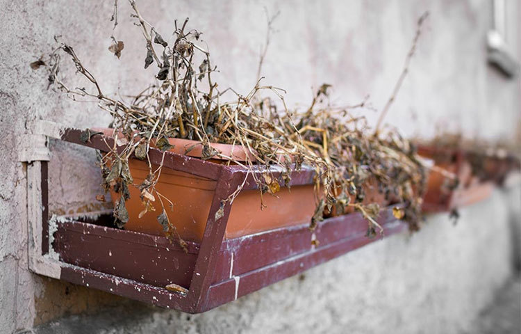 মৃত গাছ: কোনো মৃত গাছ বাড়িতে ফেলে রাখবেন না। মৃত গাছে নানা রকম পোকা-মাকড় বাসা বাঁধে।