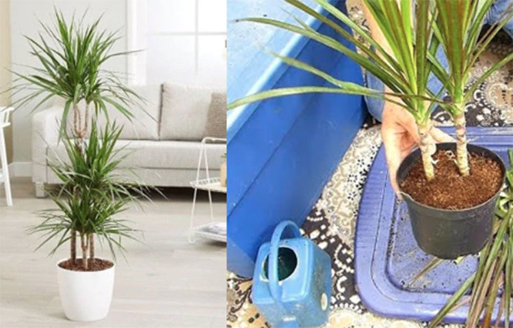 ড্রাসিনা: বাড়ির বারান্দার পক্ষে এই গাছটি আদর্শ। এর লম্বা ও সরু গড়ন বেশি জায়গা নেয় না, অথচ এর সুন্দর সরু পাতা নজর কাড়বেই। এটিও ডাল কেটে বসালেই হবে। মাটি রাখতে হবে অল্প ভিজে। অল্প ছায়ায় রাখতে হবে। ১-২ মাস লাগবে নতুন পাতা ও শিকড় গজাতে।