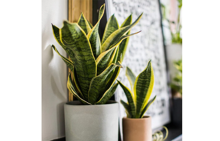 স্নেক প্লান্ট: অ্যালোভেরার মতো এই গাছের পাতাও জলীয় উপাদানে সমৃদ্ধ। তাই জানলার কাছে রেখে দিলে তা উত্তাপ শোষণ করে নেবে, ঘরের হাওয়াকে করে তুলবে শীতল। এটিতেও অতিরিক্ত পানি দেয়ার দরকার হয়। ছবি: সংগৃহীত