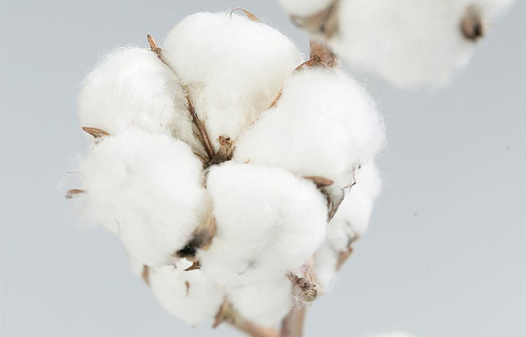 তুলো গাছ: যখন গাছে তুলা ধরে সেই তুলা ফেটে উড়ে উড়ে বাড়ি পরিবেশ নষ্ট করে। তাছাড়া তুলা গাছ অনেক নরম। বাড়ির ভেতর এ গাছ রাখলে ঝড়ে ভেঙ্গে ঘরবাড়ির ক্ষতি হতে পারে।