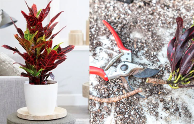 ক্রোটন: সাধারণত বাহারি গাছ বলতে আমরা এটাকেই বুঝি- আর খুব সহজলভ্য বলে হয় তো তেমন গুরুত্বও দিই না। কিন্তু নিয়মিত ডগা ছেঁটে ঘন করা হলে ও পর্যাপ্ত রোদ-পানি পেলে এই গাছই হার মানাবে অনেক কঠিন ও দামি গাছকেও।