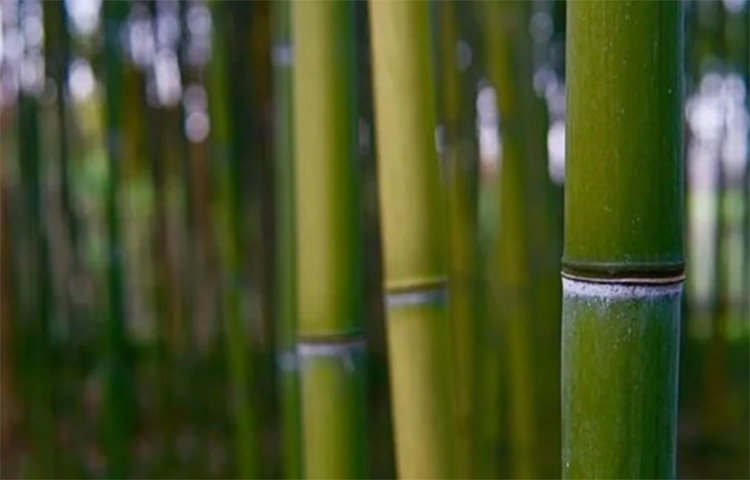 বাম্বু পাম: এর বড় বড় পাতা খুব সহজেই চারপাশের উষ্ণতা শোষণ করে নেয়। তাই গ্রীষ্মে ঘর হিমশীতল রাখতে কাজে আসতে পারে বাম্বু পাম। শুধু দিনে বেশ কয়েকবার পানি দিতে ভুললে চলবে না! ছবি: সংগৃহীত