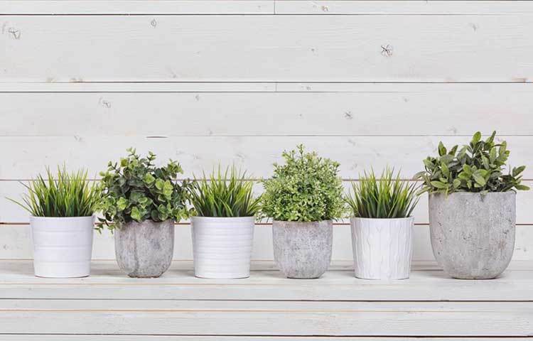 বাড়ির উত্তর এবং পূর্ব দিকে কোনো গাছ রাখবেন না। এতে করে বাতাস আসা যাওয়া করতে পারে না।