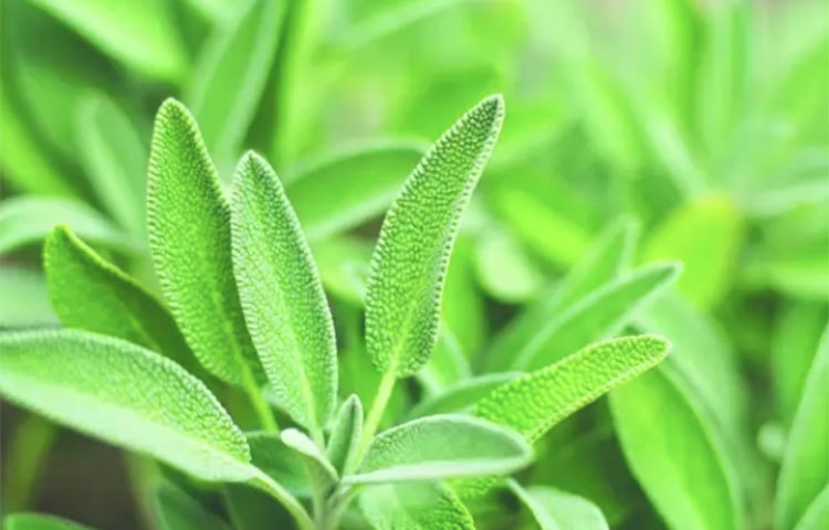 সেজ গাছ: এটি হলো খাবারের স্বাদগন্ধ বাড়ানোর জন্য অনুজ্জ্বল ধূসর হরিৎ পাতাবিশিষ্ট উদ্ভিদ। ব্যবহারবিশেষে এর নানা গুণ। ক্রনিক রোগে উপকারী। আছে এর জীবাণুরোধী গুণ। এর পাতা পুড়িয়ে বাতাস বিশুদ্ধ করার কাজে ব্যবহার করা হয়।