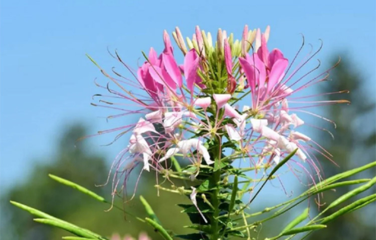 স্পাইডার প্লান্ট: মাকড়সা যেমন ছায়ার প্রাণী, তেমনই এই গাছকেও ছায়ায় রাখতে হয়। মানে ঘরের ভিতরে রাখতে হবে। আর তাতেই এটি প্রাকৃতিক পদ্ধতিতে বাতাস পরিশুদ্ধ করবে, কমিয়ে দেবে ঘরের উষ্ণতা। ছবি: সংগৃহীত