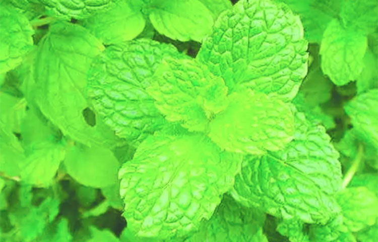 পেপারমিন্ট: এটি ত্বকে ব্যবহার হয়, চাতে ব্যবহার হয়, বাষ্পের সঙ্গে নাক দিয়ে টানা হয়। নাক বন্ধ কমে, কফ-কাশ-শ্বাসকষ্টের জন্য উপকারী। এর জীবাণুরোধী ও অ্যান্টিঅক্সিডেন্ট গুণাগুণ দেহপ্রতিরোধ মজবুত করে। এতে আছে ভিটামিন এ, সিসহ আরও খনিজ পদার্থ।