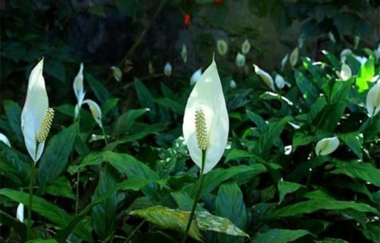 পিস লিলি: এর অনবদ্য ফুলের শোভা যেমন চোখে শান্তি আনে, তেমনই গরমে বাতাস শীতল রেখে এটি দেহকেও আরাম দেয়। কেনার সময়ে একটু বড় পাতা দেখে কেনা ভালো আর বেশ কয়েকটা সারি দিয়ে একসঙ্গে রাখতে হবে। ছবি: সংগৃহীত