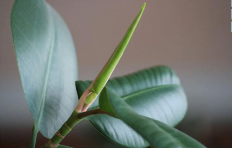 রবার প্লান্ট: এই গাছের পাতা এমনিতেই বড় হয়! পাশাপাশি যদি সব চেয়ে বড় পাতার শ্রেণি দেখে গাছটি কেনা হয়, তাহলে খুব তাড়াতাড়ি তা ঘর ঠান্ডা রাখবে। এতে মাঝে মাঝেই একটু পানি ছিটিয়ে দিতে হবে। ছবি: সংগৃহীত