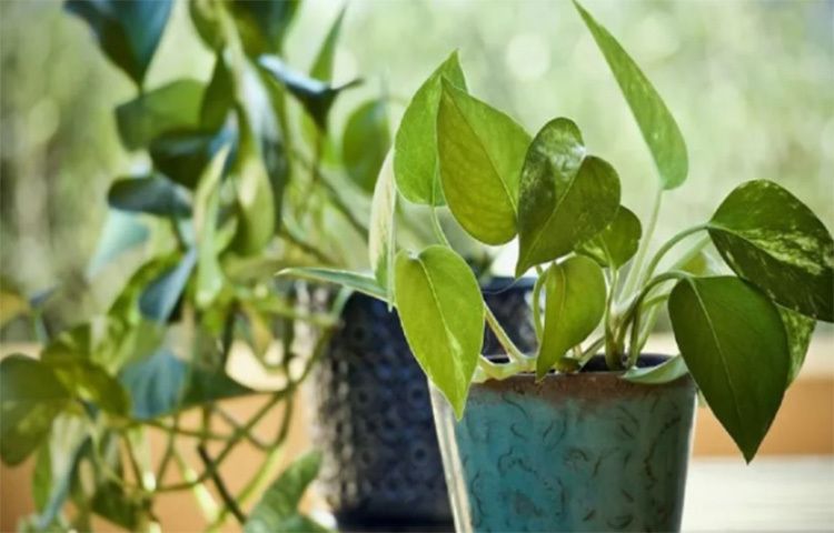 পটহোজ: যদি পরিচর্যার ঝামেলা এড়ানো উদ্দেশ্য হয়, তাহলে পটহোজের চেয়ে ভালো কিছু হতেই পারে না। এটি একই সঙ্গে বাতাস পরিশুদ্ধ করে ঘরের তাপমাত্রা শীতল রাখবে। তার জন্য দিনে একবার পনি দিলেই যথেষ্ট! ছবি: সংগৃহীত